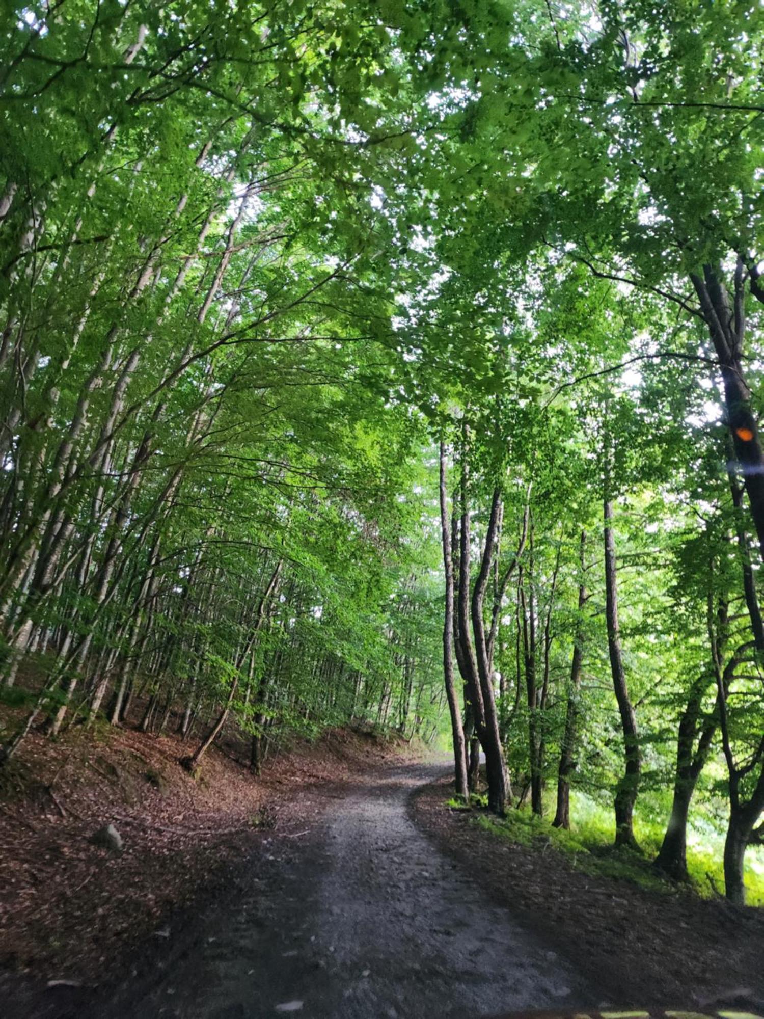 Cabana Valea Bradului Nucşoara Exterior foto